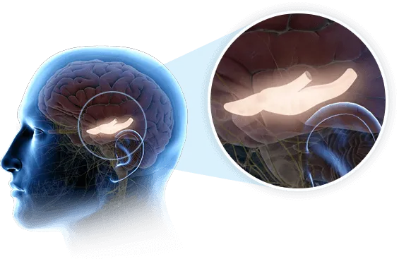 Brainwave activity illustration related to focus and mental clarity